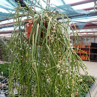 Rhipsalis baccifera   HNT 168.92