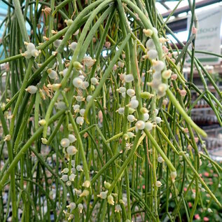 Rhipsalis baccifera   HNT 168.92