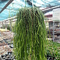 Rhipsalis gibberula