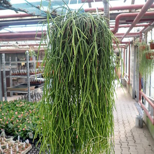 Rhipsalis gibberula