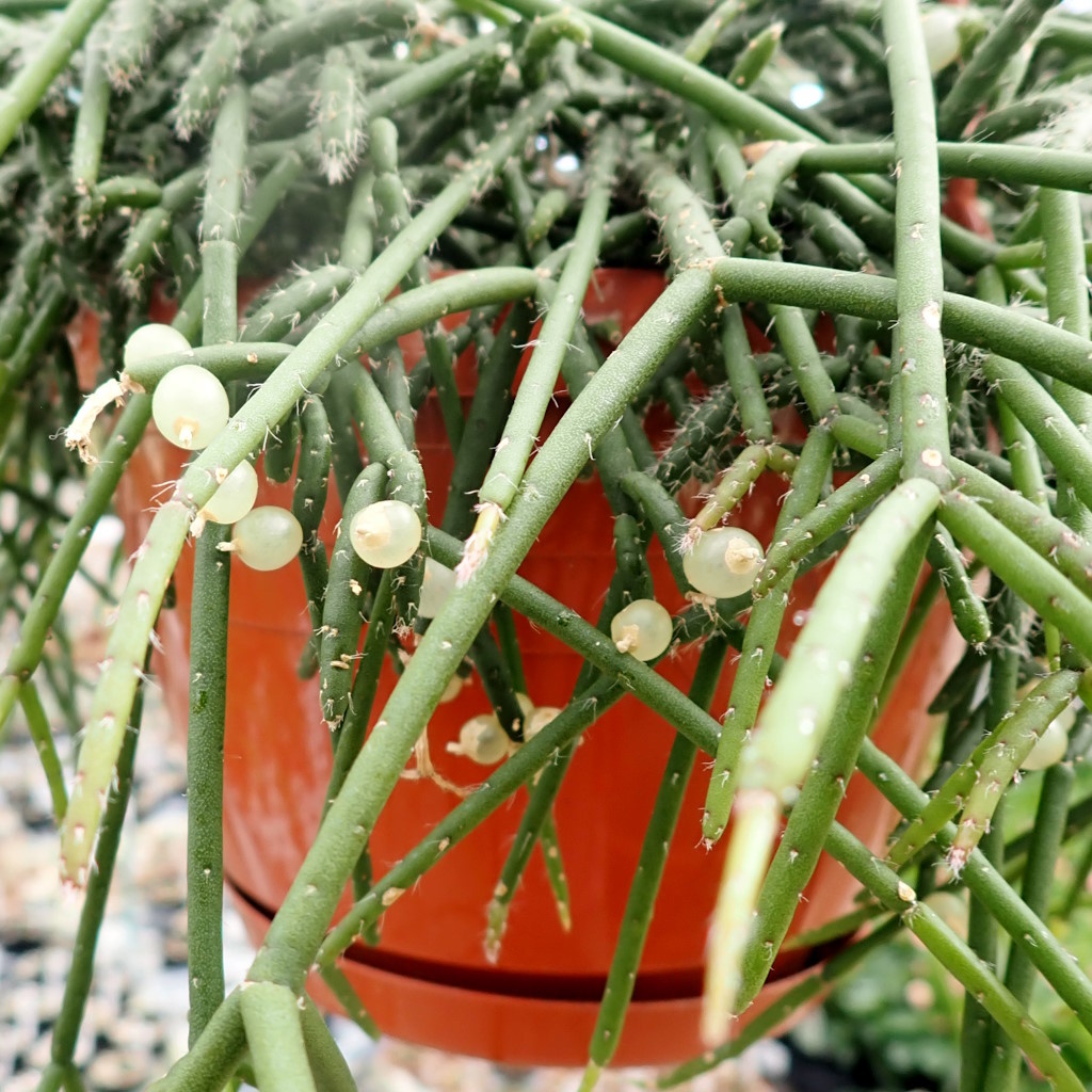 Rhipsalis baccifera ssp. horrida Uhlig Kakteen Über 5000