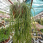 Rhipsalis baccifera   HNT 168.92