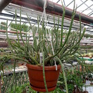 Rhipsalis dissimilis