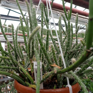 Rhipsalis dissimilis