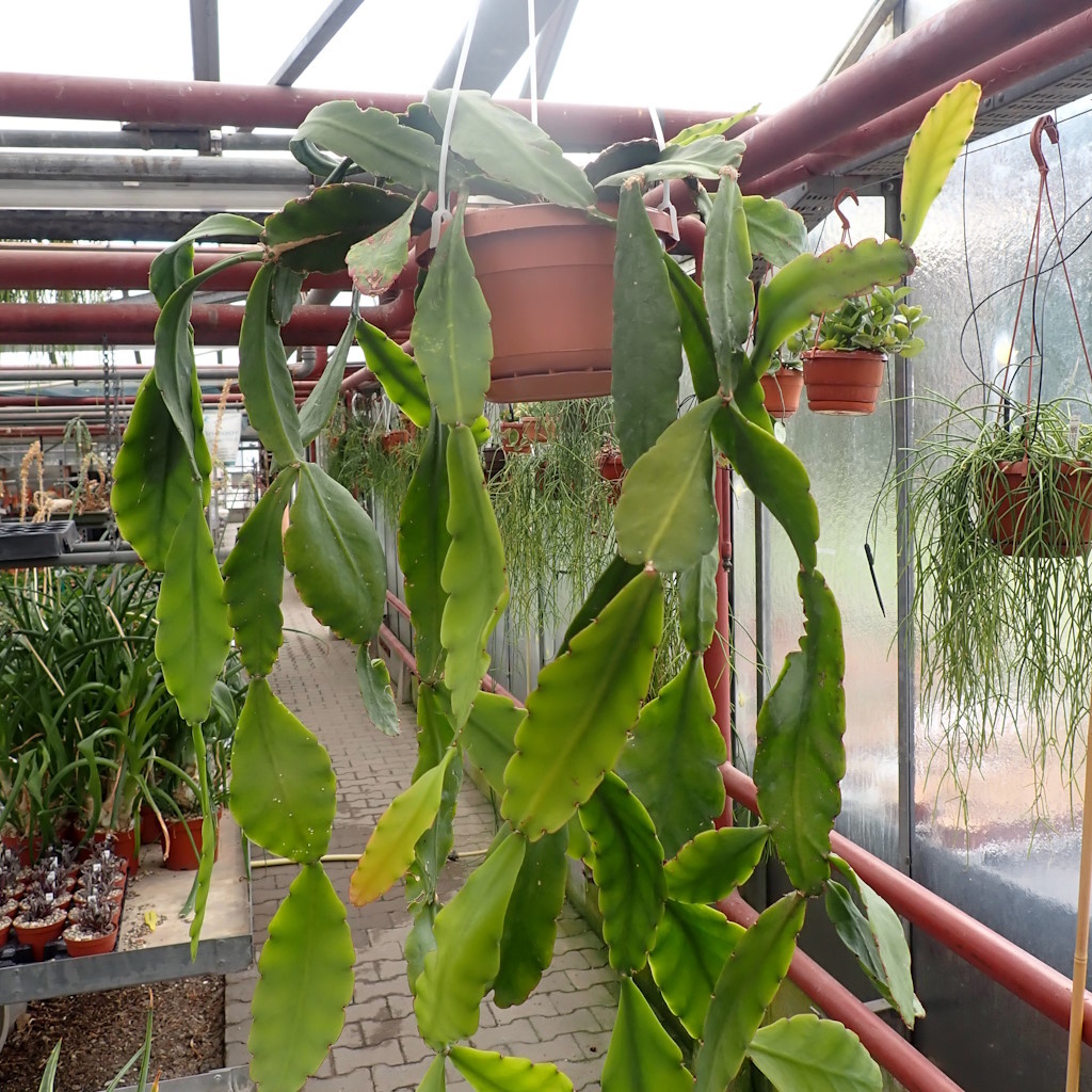 Rhipsalis elliptica Uhlig Kakteen Über 5000 verschiedene Arten