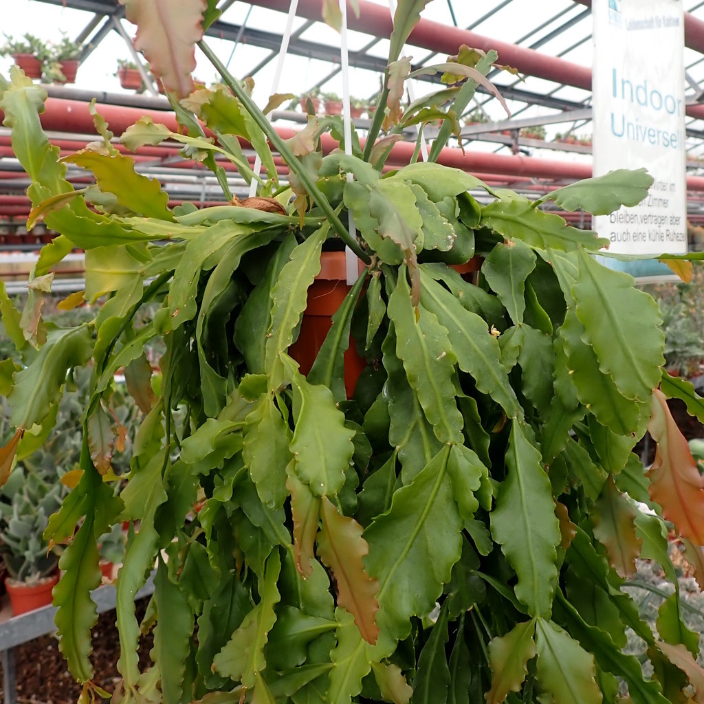 Rhipsalis crispata Uhlig Kakteen Über 5000 verschiedene Arten