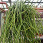 Rhipsalis grandiflora