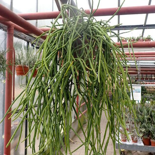 Rhipsalis grandiflora