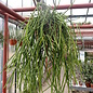 Rhipsalis grandiflora