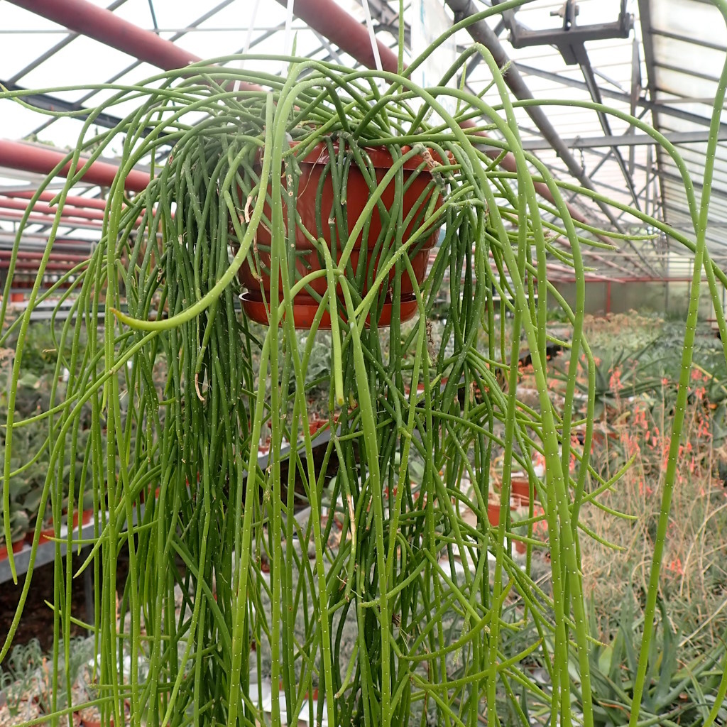 Rhipsalis lindbergiana HU 898 Rui Barbosa, Bahia, Brasilien - Uhlig ...