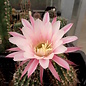 Echinopsis-Hybr. Passo CM 07 Kelashpathinat