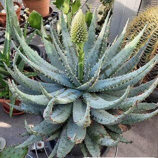 Aloe peglerae