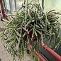 Rhipsalis floccosa ssp. pulvinigera