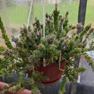 Rhipsalis mesembryanthemoides