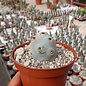 Tephrocactus calvus