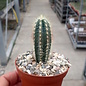 Pilosocereus odilensis n.n.