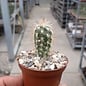 Pilosocereus gounellei