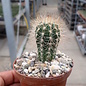 Pilosocereus braunii