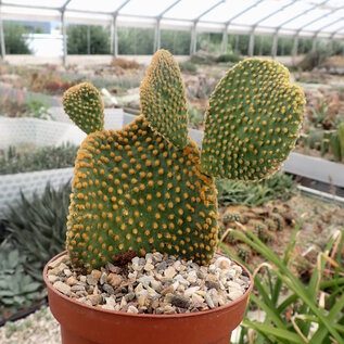 Opuntia microdasys     cristata