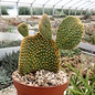 Opuntia microdasys     cristata