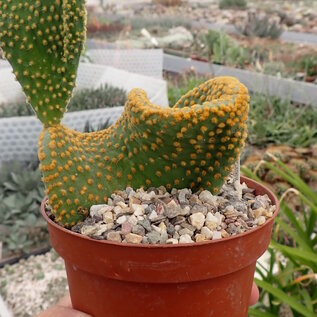 Opuntia microdasys     cristata