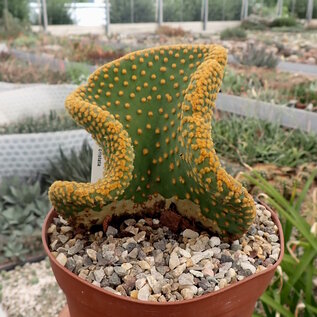 Opuntia microdasys     cristata