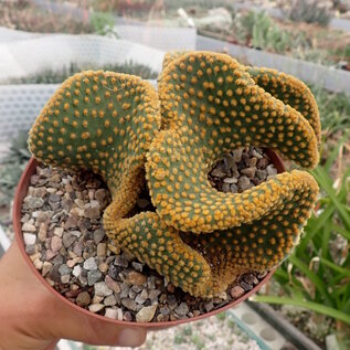 Opuntia microdasys     cristata