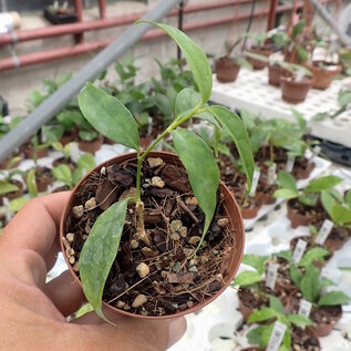 Hoya campanulata