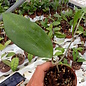 Hoya cinnamomifolia v. cinnamomifolia