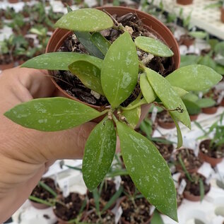 Hoya gracilis