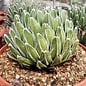 Agave victoriae-reginae compacta