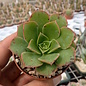 Aeonium lancerottense