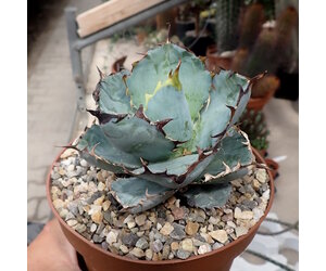 人気ブラドン Agave titanota black&blue | forrajeraelizondo.com