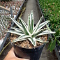 Agave victoriae-reginae cv. White Rhino