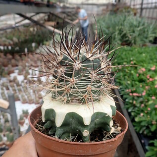 Echinocereus ferreirianus v. lindsayi   gepfr.  CITES, not outside EU