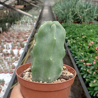 Lophocereus schottii monstruosus