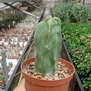 Lophocereus schottii monstruosus