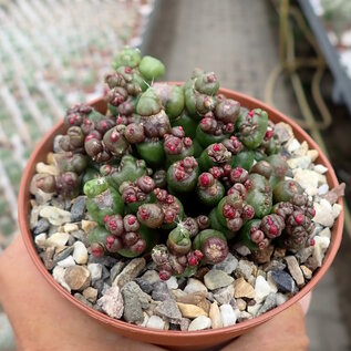 Mammillaria bocasana-monstruosa cv. Red Fred