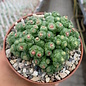 Mammillaria bocasana-monstruosa cv. Fred