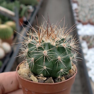 Echinopsis formosa