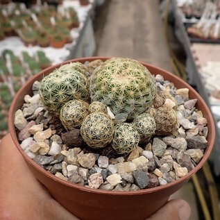 Discocactus buenekeri      CITES, not outside EU