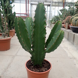 Euphorbia ingens