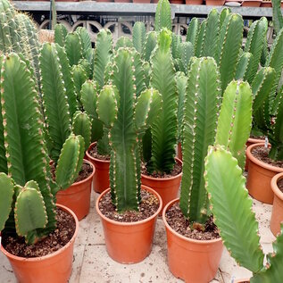 Euphorbia ingens