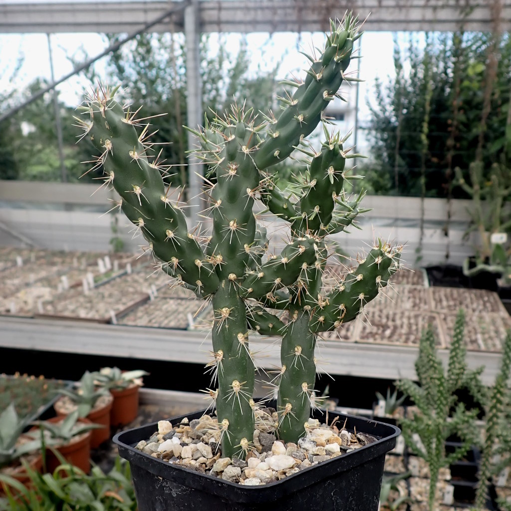 Cylindropuntia imbricata cv. weiße Blüte Canyon City, Fremont Co