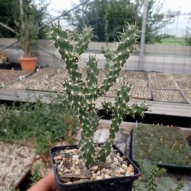 Cylindropuntia x anasaziensis   Naturhybride in Colorado, USA, vorwiegend im Archeluta Co. auf ca. 2000 m    (dw)