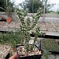 Cylindropuntia x anasaziensis   Naturhybride in Colorado, USA, vorwiegend im Archeluta Co. auf ca. 2000 m    (dw)