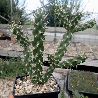 Cylindropuntia viridiflora cv. Panayoti      (dw)
