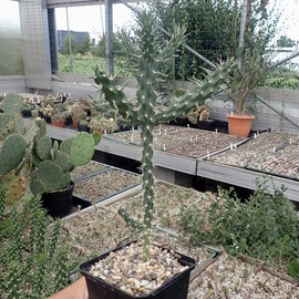 Cylindropuntia imbricata x viridiflora       (dw)