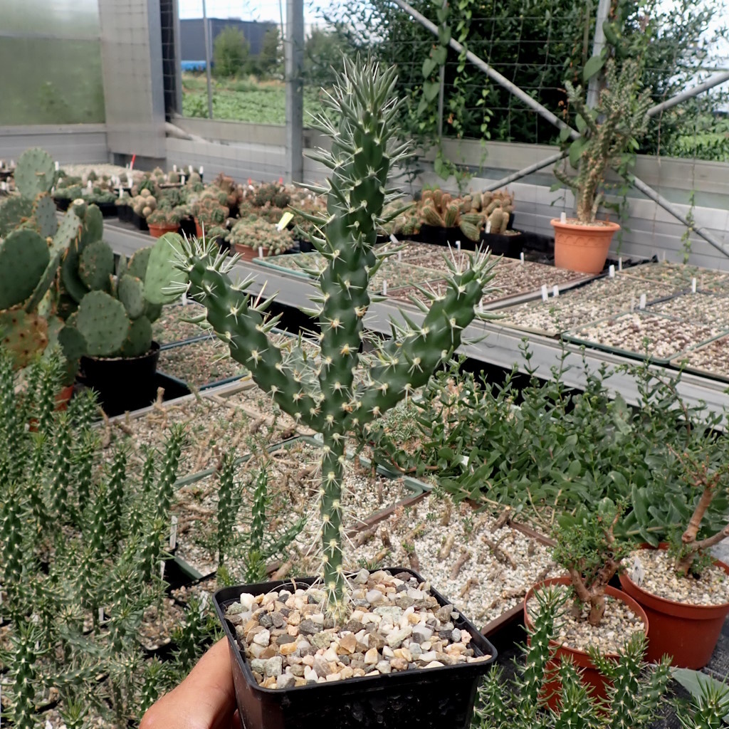 Cylindropuntia Mix (dw) Uhlig Kakteen Über 5000 verschiedene Arten