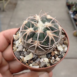 Gymnocalycium spegazzinii v. punillense TOM06-81/1 El Obelisco, Salta